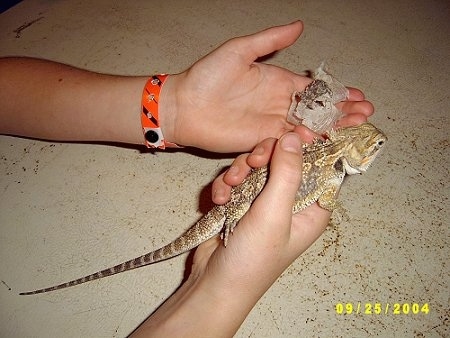 Bearded cheap dragon grooming